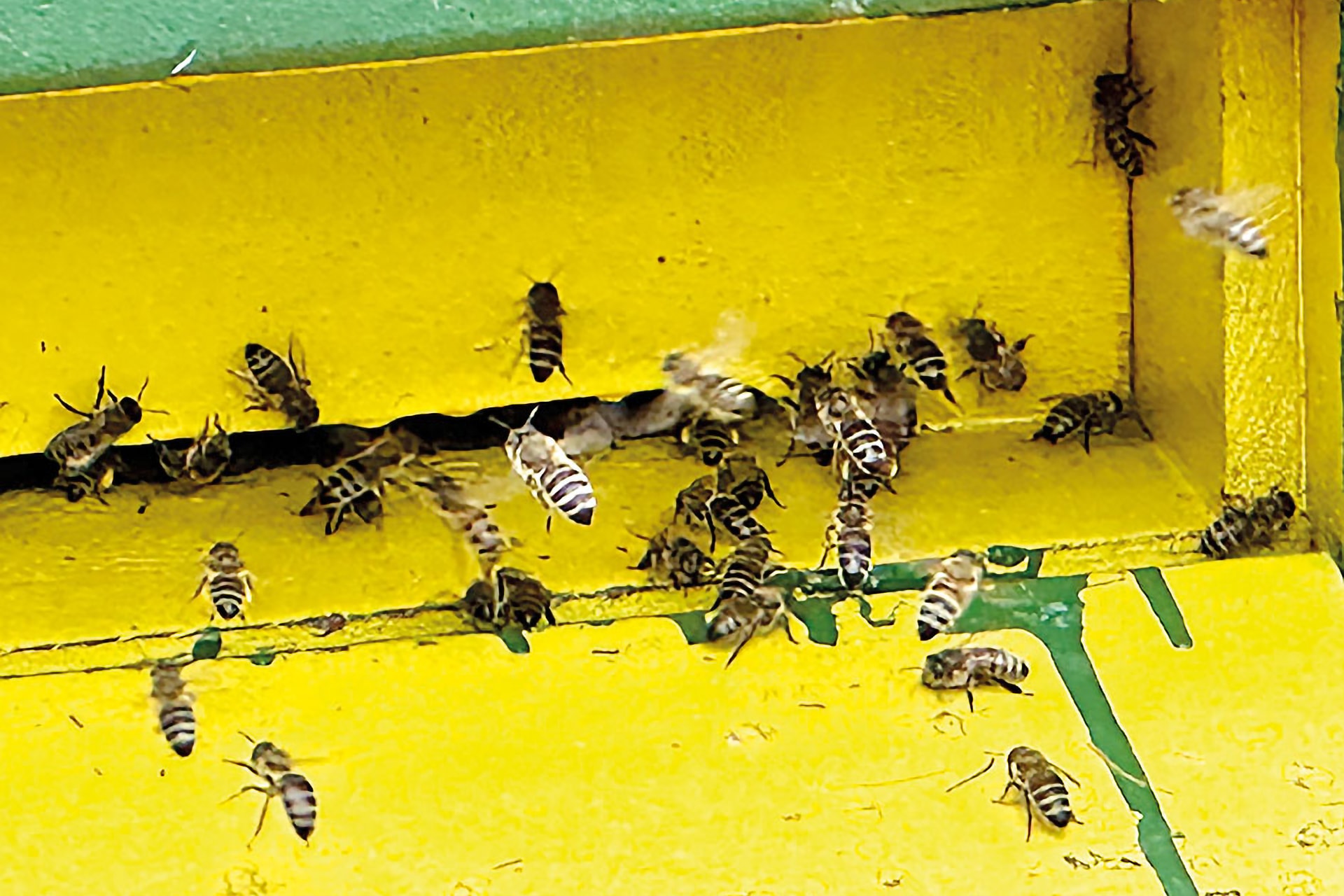 Die Bienen mehrerer Völker eines Wolfenbütteler Imkers